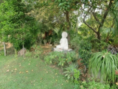 Buddhaji